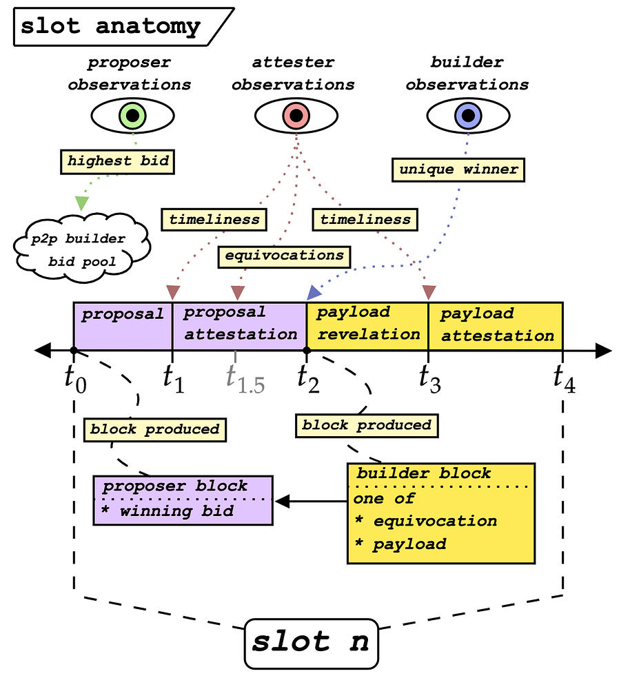 Slot Anatomy of TBHL