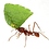 leafcutterant