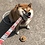 shinyshiba